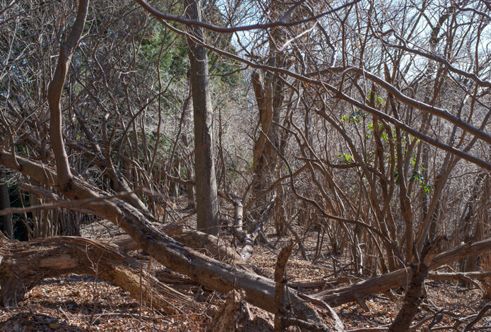 thumb_202507_terasaki